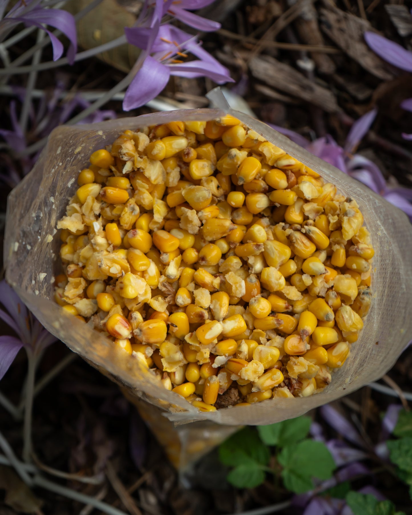 Gekochter gelber Mais - Sweet Corn