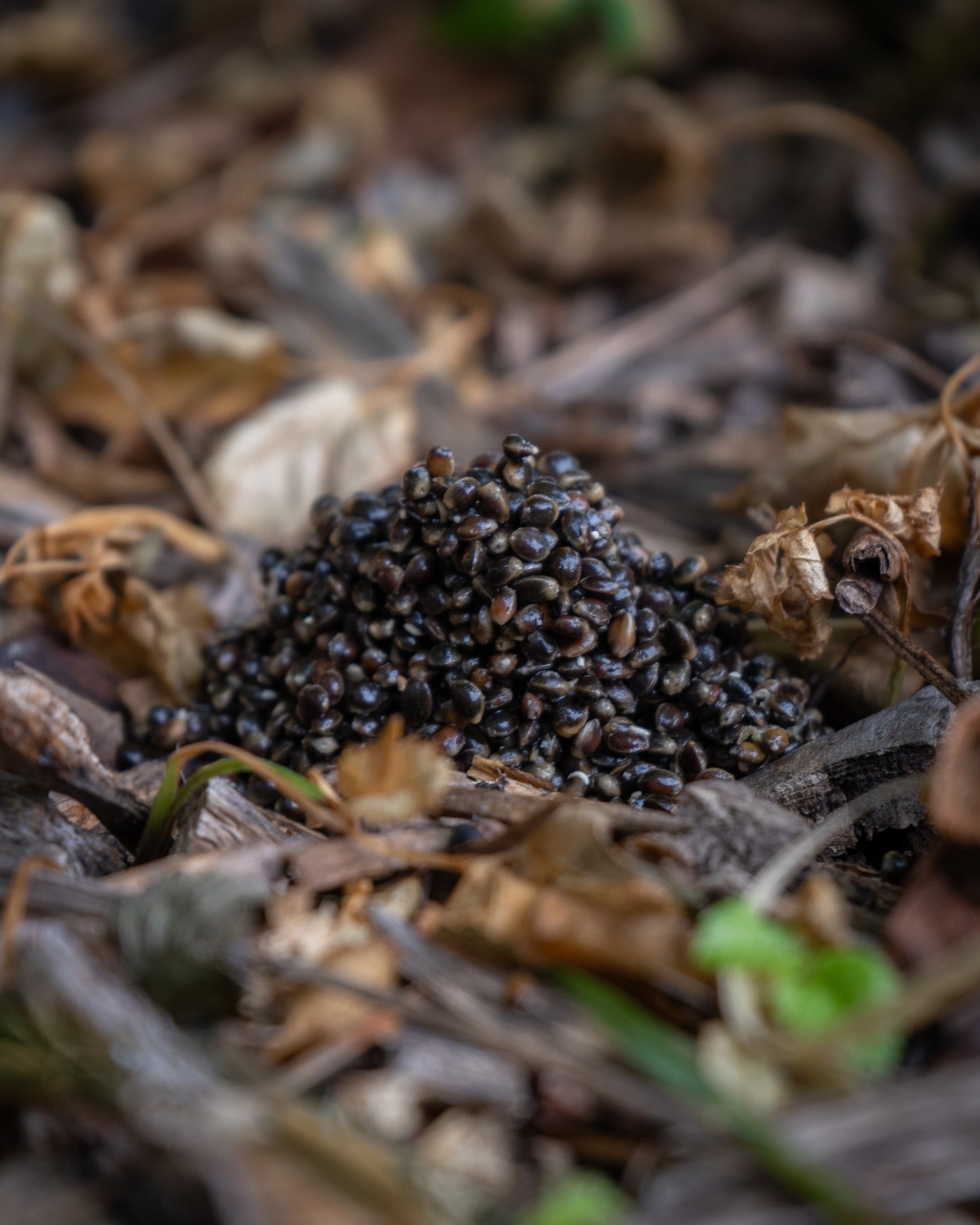 Gekochter Hanf - Hemp