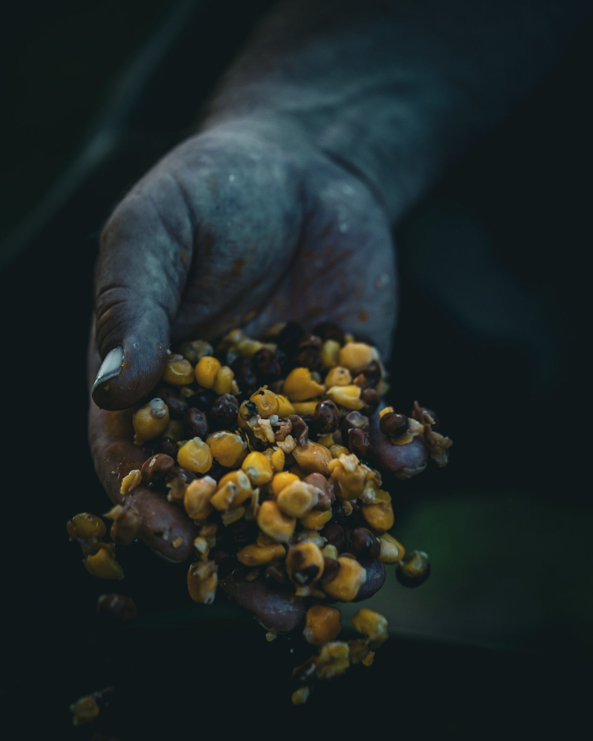 Corn & Beans – ausgewogener Kohlenhydrat-/Proteinmix