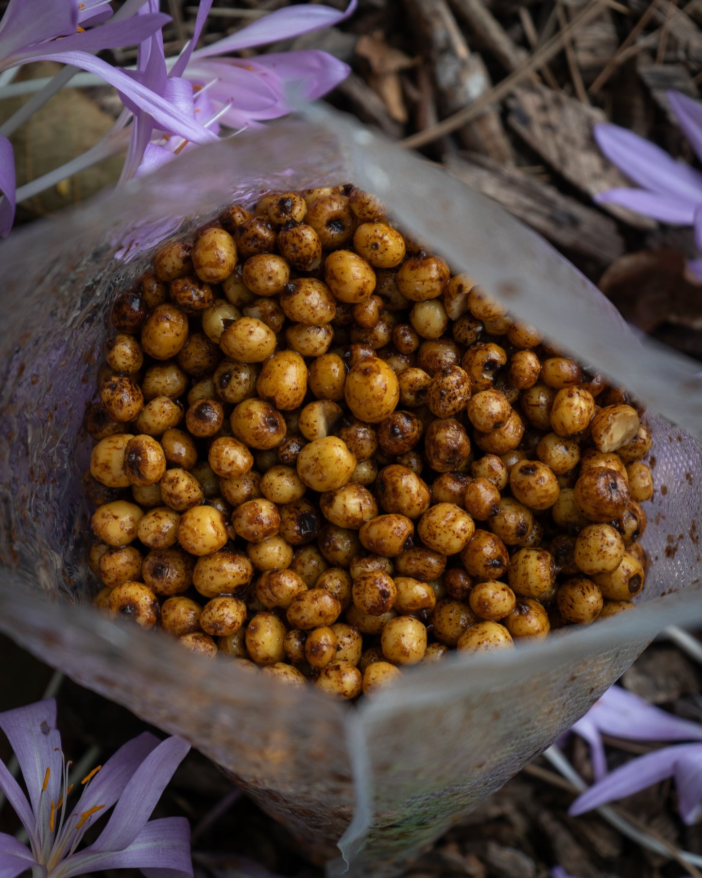 Gekochte Tigernüsse - Tigers