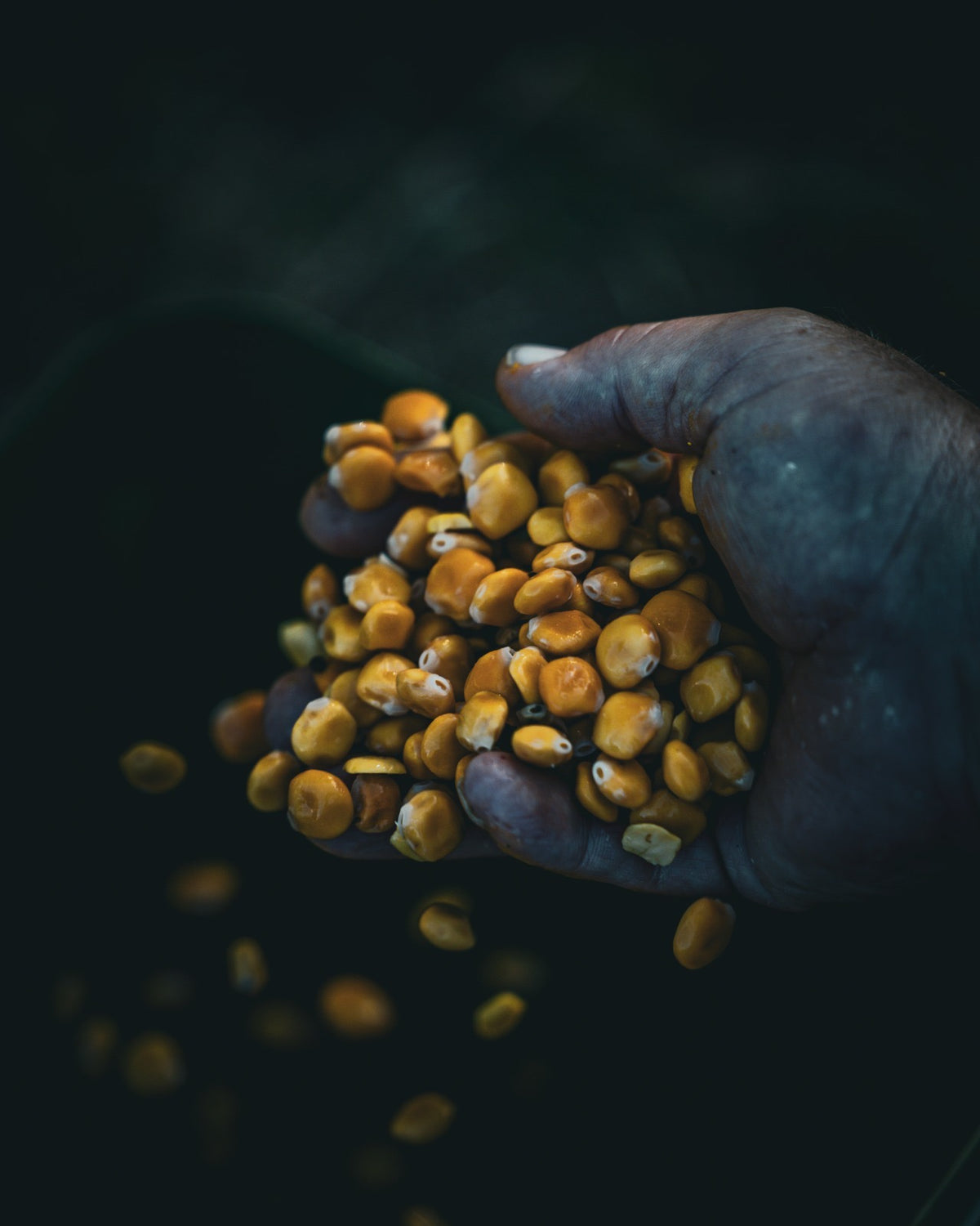 Gekochte Bio Süßlupinen