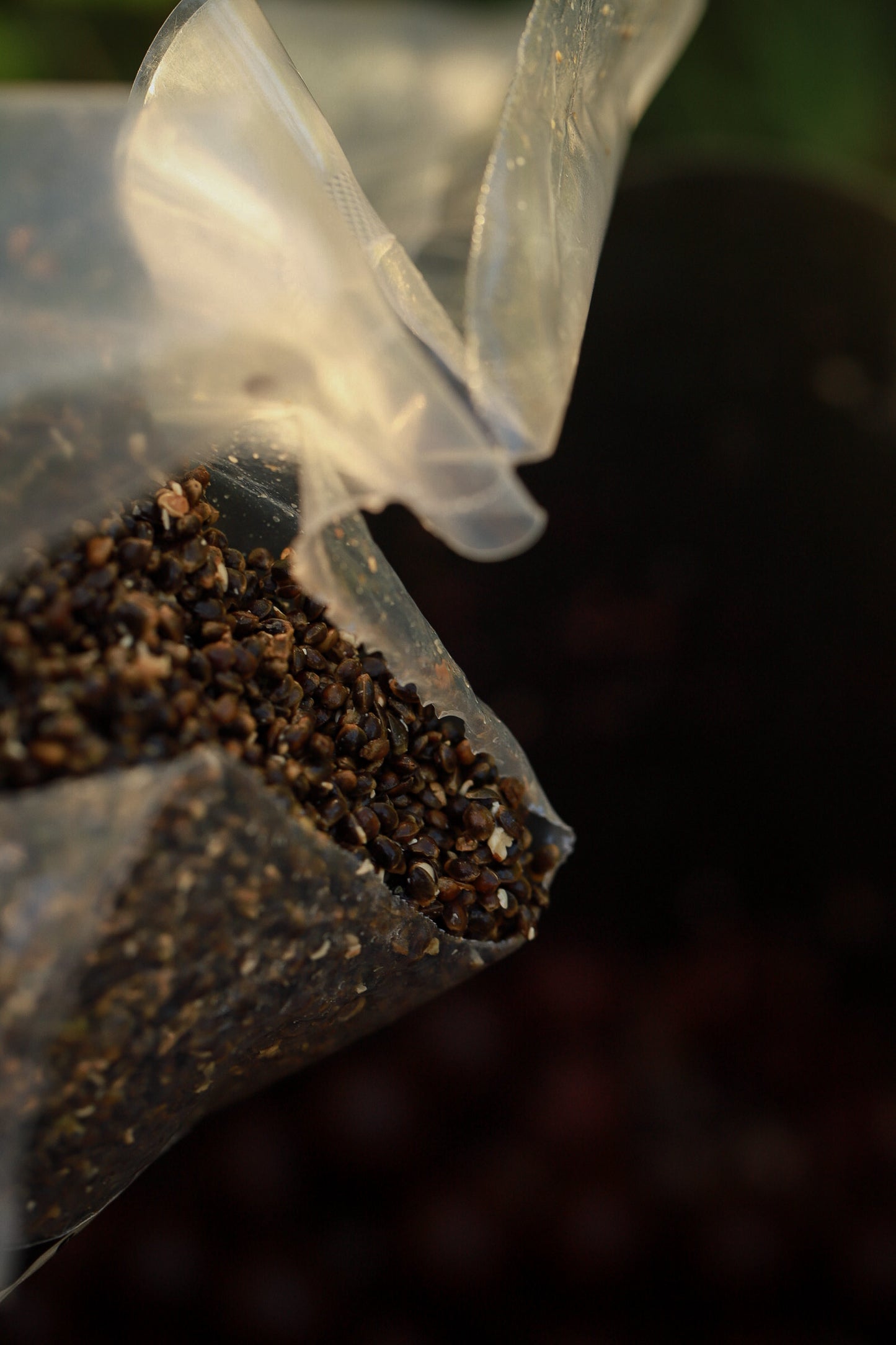 Gekochter Hanf - Hemp