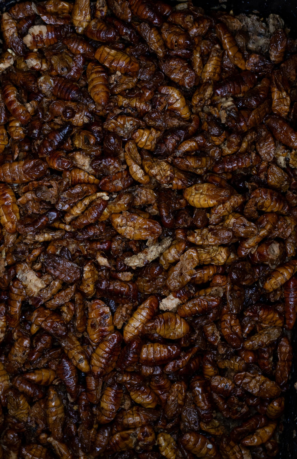 Cooked Silkworms - PURE NATURALZ