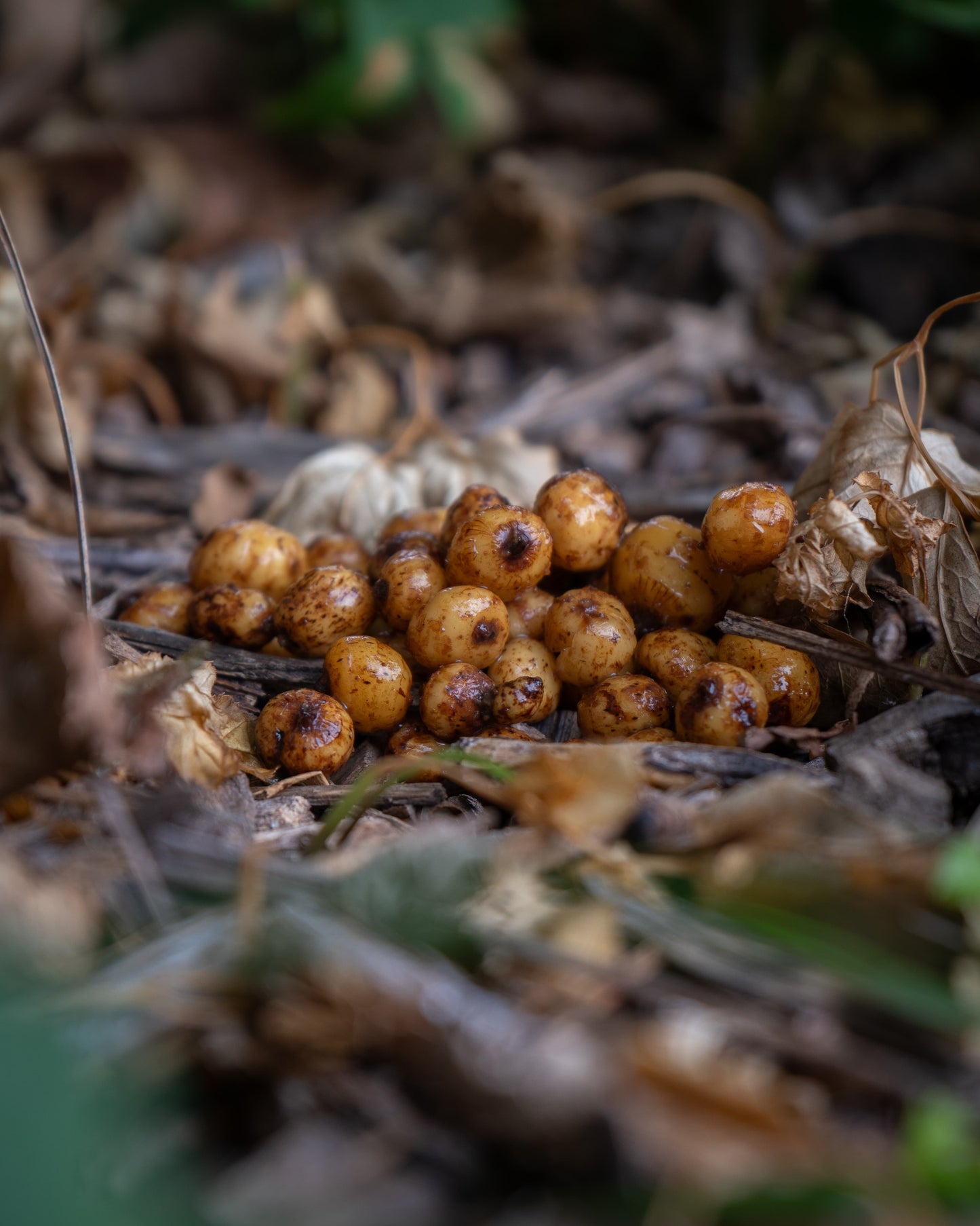 Gekochte Tigernüsse - Tigers
