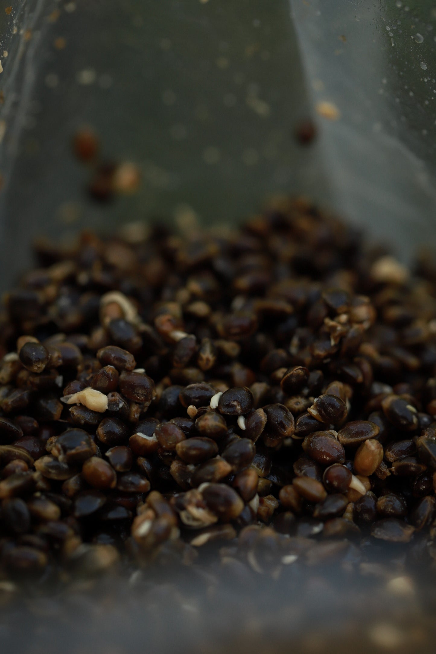 Gekochter Hanf - Hemp