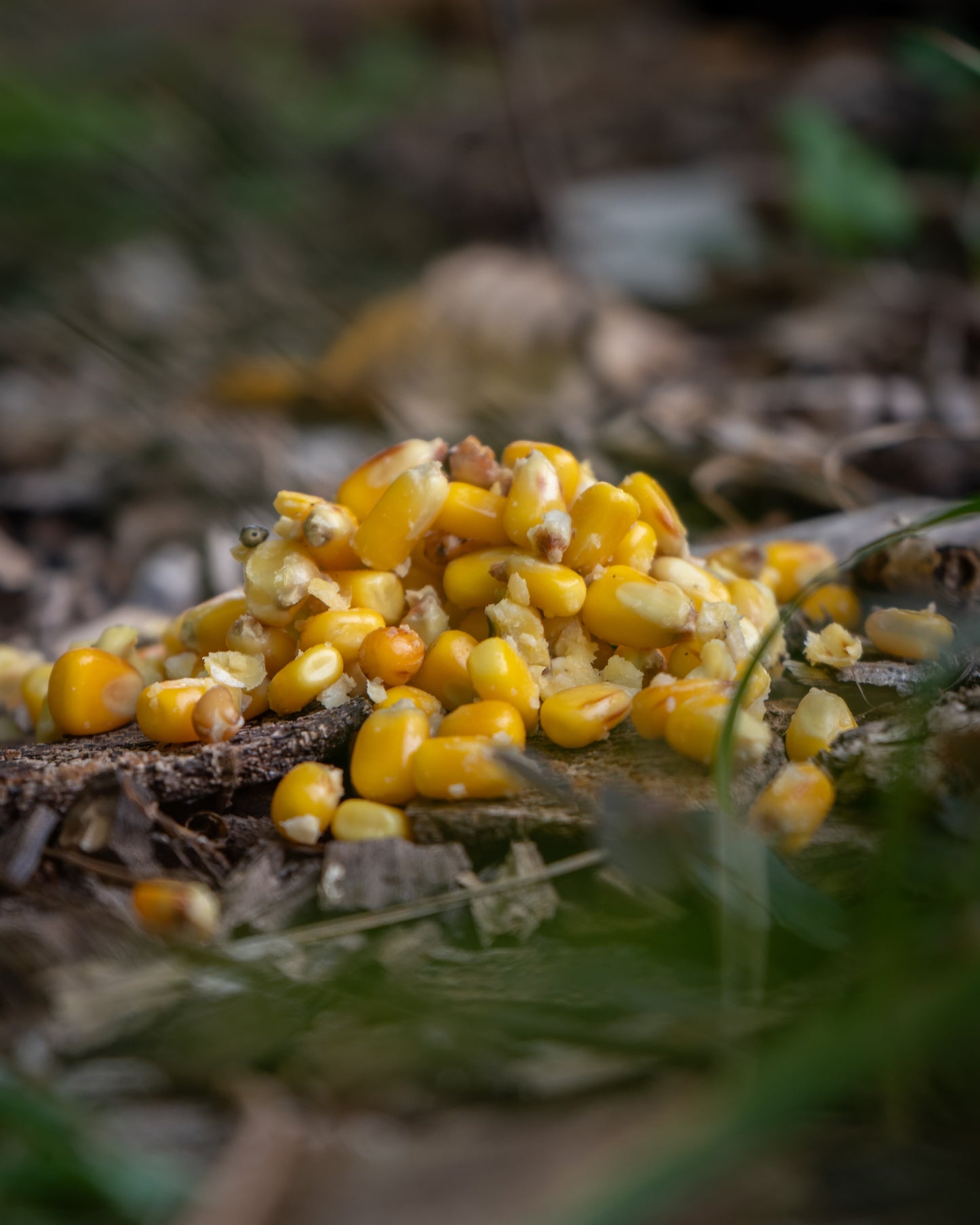 Gekochter gelber Mais - Sweet Corn