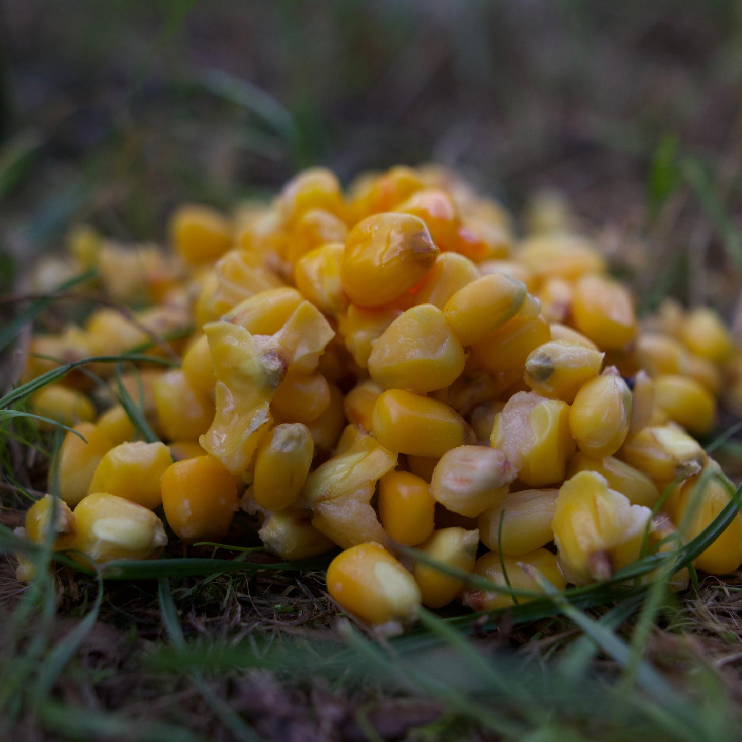 Gekochter gelber Mais - Sweet Corn