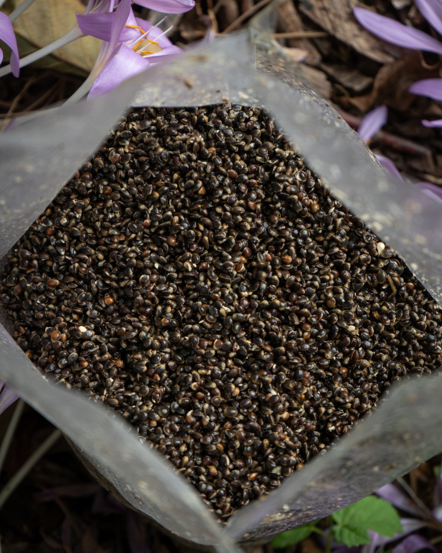 Gekochter Hanf - Hemp