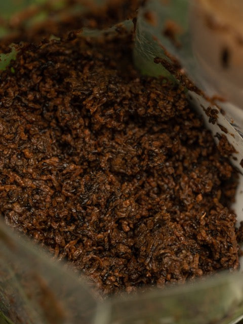 Larves de vers de vase cuites - PURE NATURALZ