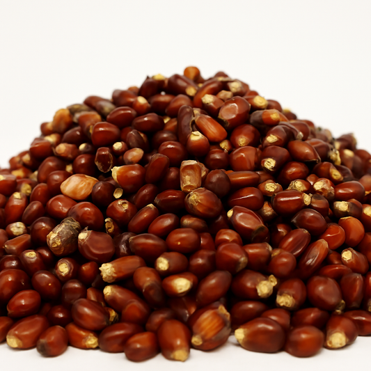 Gekochter roter Mais - Bordeaux Corn