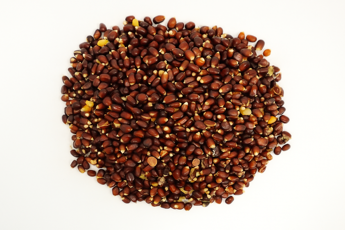 Gekochter roter Mais - Bordeaux Corn